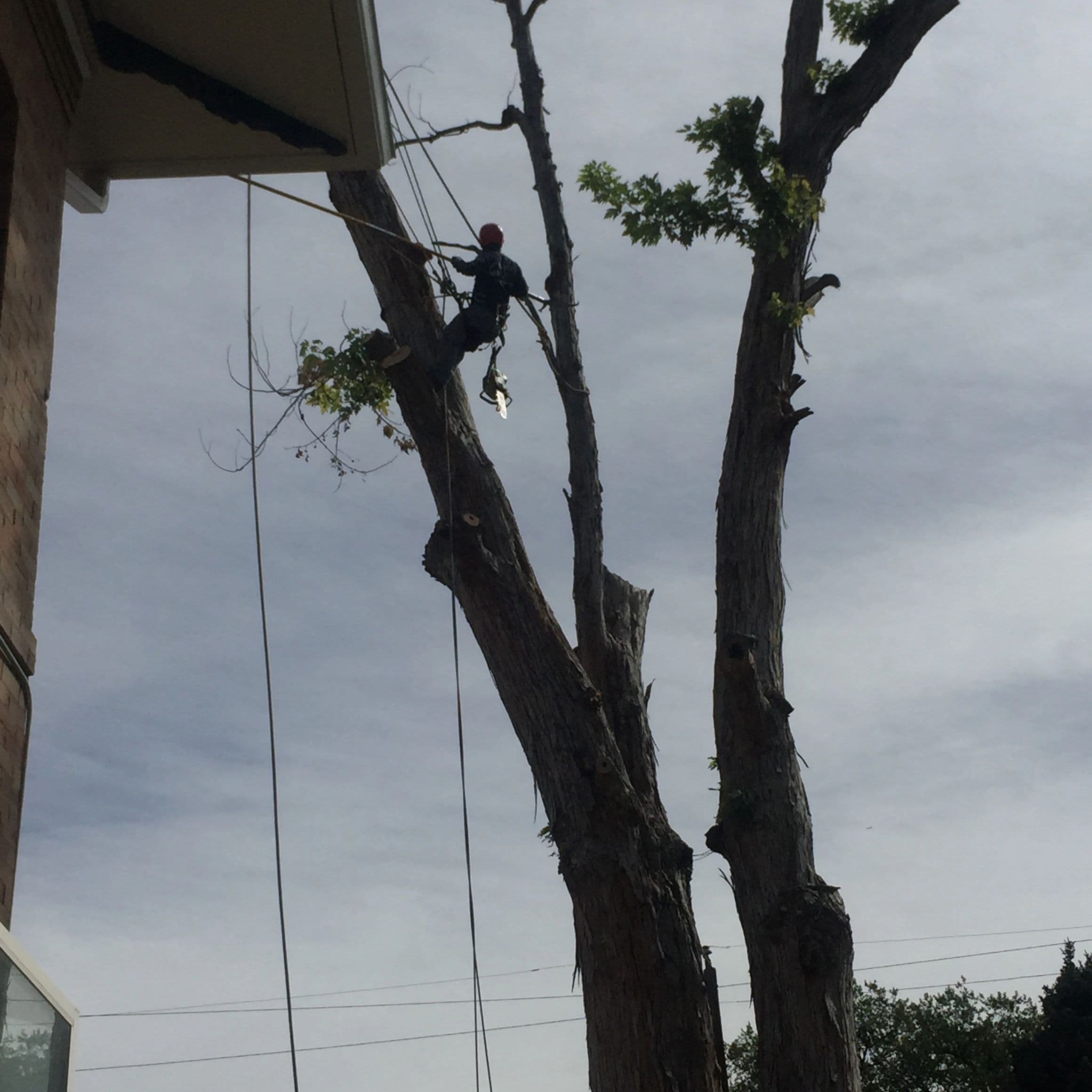 An Adams Tree Care climber roped into a tall tree beside a house, with a chainsaw on his harness and lines hanging below him