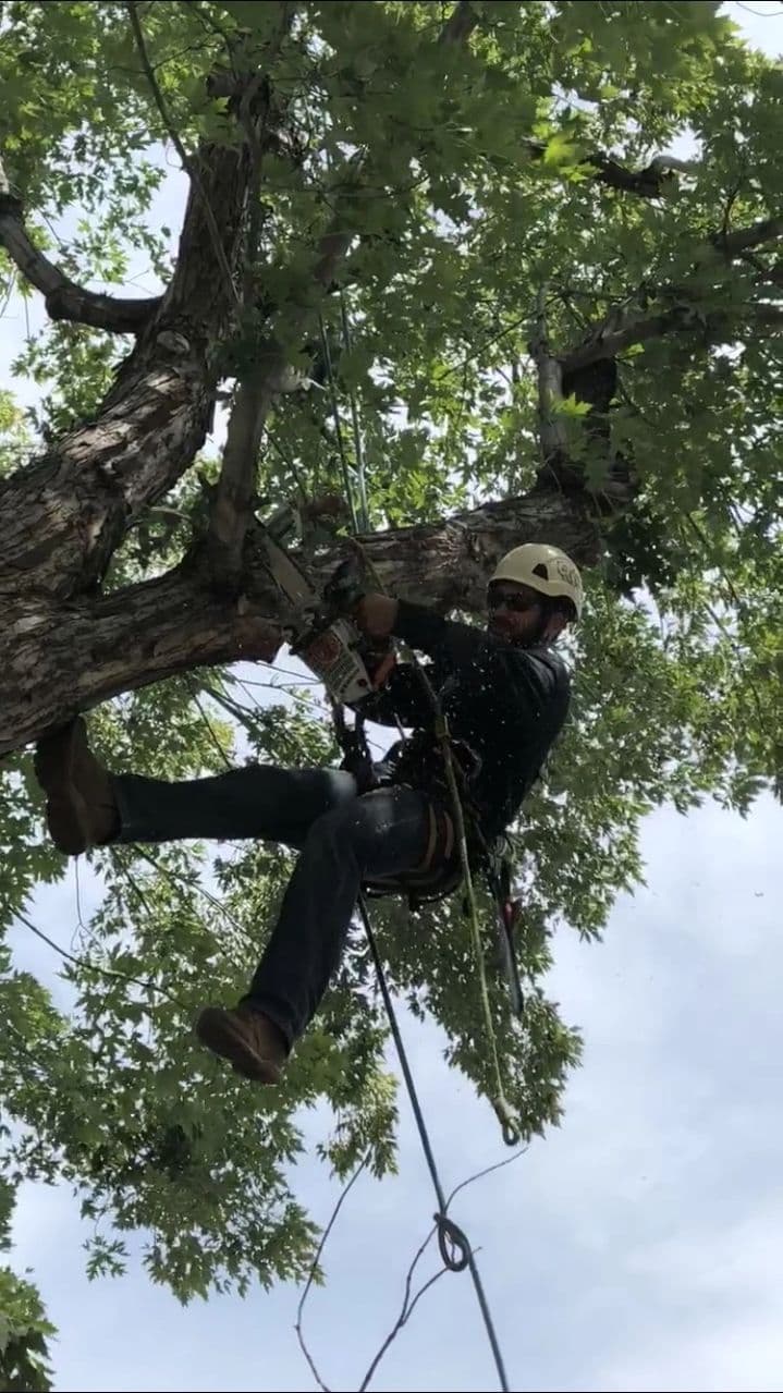 An Adams Tree Care climber in a helmet and harness, roped in under a full green canopy