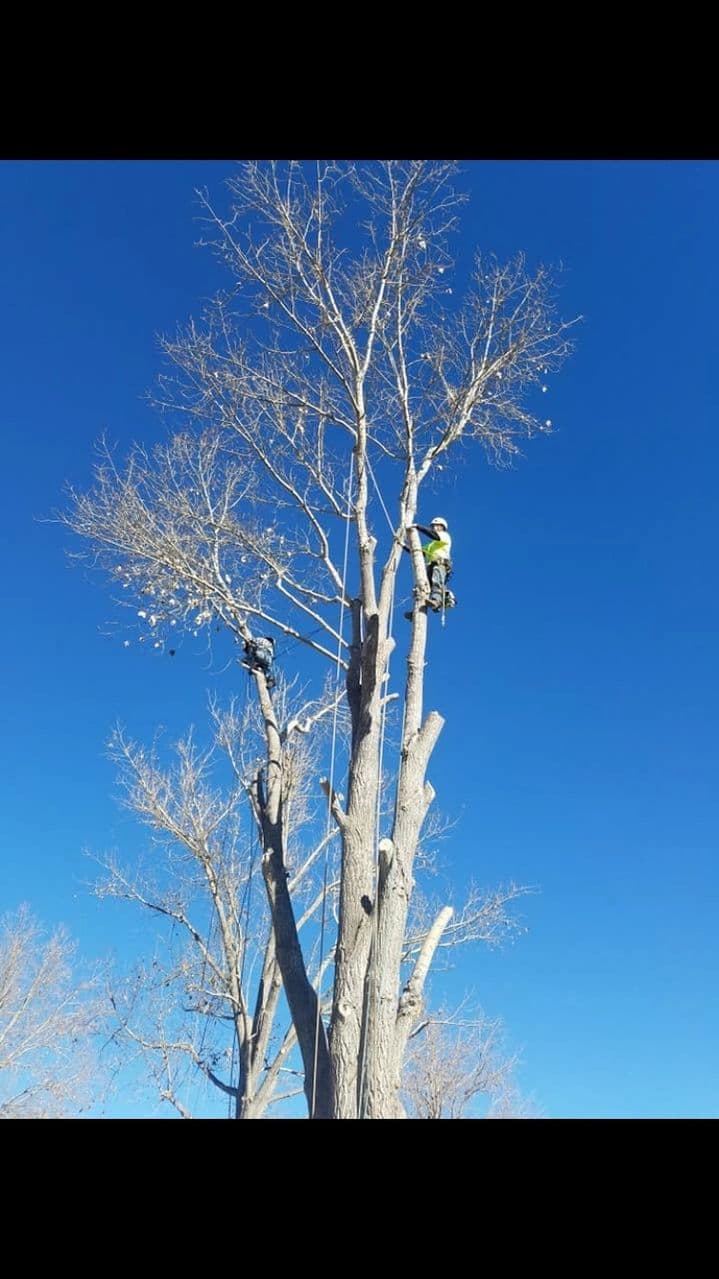 Two Adams Tree Care climbers roped into a tall, bare tree against a clear blue sky